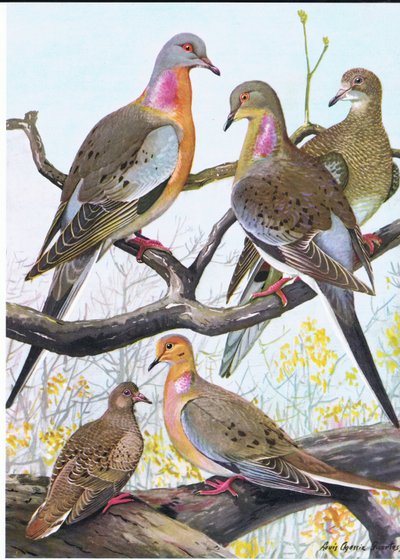 Passenger Pigeon, Eastern Morning Dove by Louis Agassiz Fuertes
